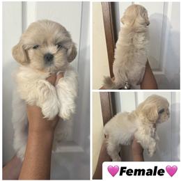 Girl 2 - Cream and white female Shih Tzu puppy in Seguin, Texas from Dolled Up Shih Tzus