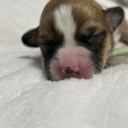 Mint collar - Sable male Pembroke Welsh Corgi puppy in Poulsbo, Washington from Central Valley kennel