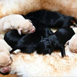 Boy 3 - male Labrador Retriever puppy in Amesbury, Massachusetts from Fox Hill Farm & K9