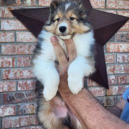 Shetland Sheepdog Puppies from Pixie Isle Shetland Sheepdogs