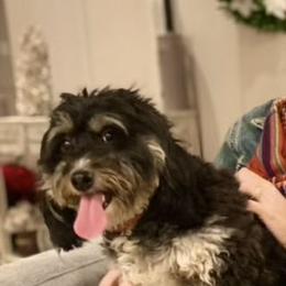 Sophie - Bernedoodle