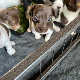 Junior - Chocolate and white male Teddy Roosevelt Terrier puppy in Troy, Ohio from Wiggle Wags Miniature American Shepherds