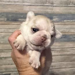 Navy (blue) - Cream male Pug puppy in Hereford, Arizona from Broken Road Ranch Pugs