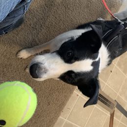 Border Collie All Grown Up from Hidey Hole Kennel