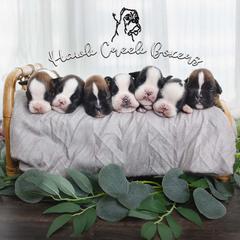 Boxer puppies from Hawk Creek Boxers
