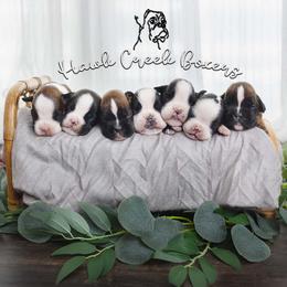 Boxer puppies from Hawk Creek Boxers