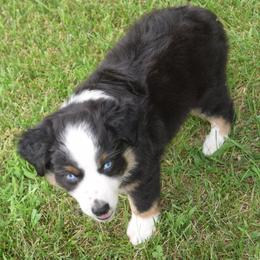 Boy 1 - Black tri-color male Australian Shepherd puppy in Nebraska from Our Barn Aussies