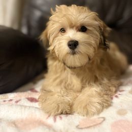 Calypso - Gold female Havanese puppy in Clermont, Florida from Country Sweet Havanese and Creative Coaching