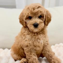 Red - Apricot female Australian Labradoodle puppy in Auburn, Washington from West Valley Labradoodles