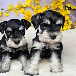 Miniature Schnauzer puppies from Halo Schnauzer