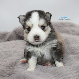 Pomsky Puppies from Florida Pomskies