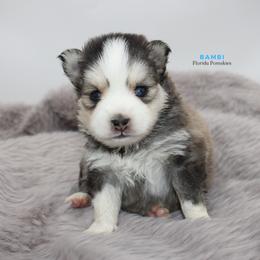 Pomsky Puppies from Florida Pomskies