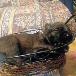 German Shepherd Puppies from Samhain Shepherds
