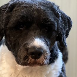 Portuguese Water Dogs from Magellan Portuguese Water Dog