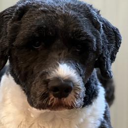 Portuguese Water Dogs from Magellan Portuguese Water Dog
