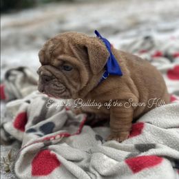 Dasher - Bulldog puppy from English Bulldogs of the Seven Hills