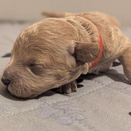 Red collar - Cream female Goldendoodle puppy in Connecticut from Valley View Doodles