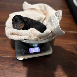 Teal - Black and tan female Airedale Terrier puppy in Akron, Ohio from Green Family Companion Kennel, LLC