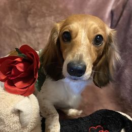 Dachshunds from R&Ds Darling Doxies