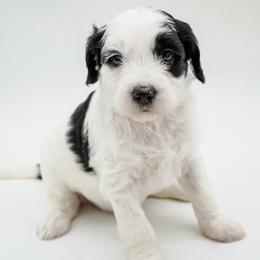 Miss. Blue - Parti female Goldendoodle puppy in Easley, South Carolina from River Falls Goldendoodles