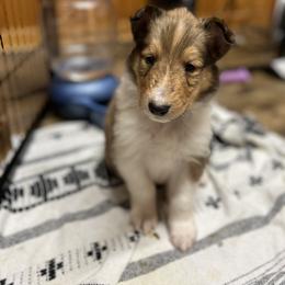 Collie Puppies from Jolly Collies