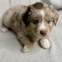 Reba - Red merle female Aussiedoodle puppy in Seguin, Texas from Navarro Royal Pups