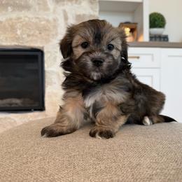 Humphrey - Fawn sable male Havanese puppy in South Jordan, Utah from Lady Paws Puppies - Cassie