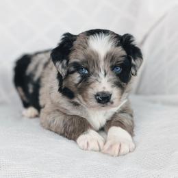 Boy 2 Green - Blue merle male Australian Shepherd puppy in Yakima, Washington from Naches Heights Ranch