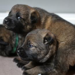 German Shepherd Puppies from Vom Anfang German Shepherds