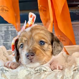 Miss. Pink-4200 - Dapple female Dachshund puppy in Sparr, Florida from From the Heart Doxies
