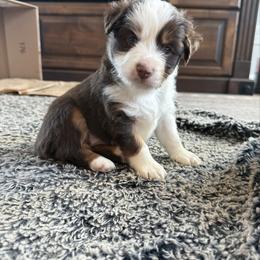 Red Tri Female 2 - Red tri-color female Miniature American Shepherd puppy in Elmore City, Oklahoma from Rikashay Kennels