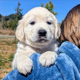 Male - Light golden male Golden Retriever puppy in Roseburg, Oregon from Unbound Goldens