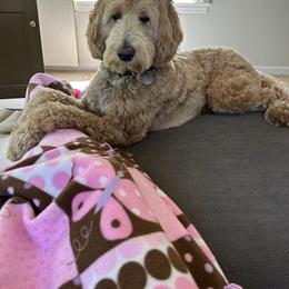 Assorted Doodle Crosses, Bernedoodle, and Labradoodle All Grown Up from Small town doodles & poodles