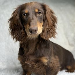 Kylo - Dachshund