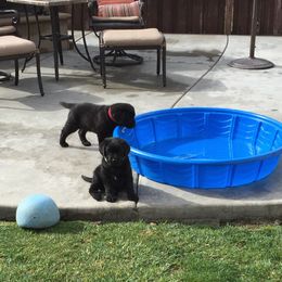 Labrador Retriever Puppies from Top Gun Labradors