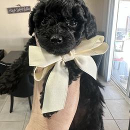 Cashmere - Black & white female Maltipoo puppy in Apple Valley, California from Boujeepups
