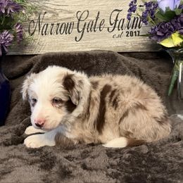 Clem - White and red merle male Border Collie puppy in Moody, Texas from Narrow Gate Farm