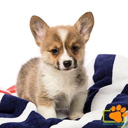 Pembroke Welsh Corgi Puppies from L Bar S Corgis