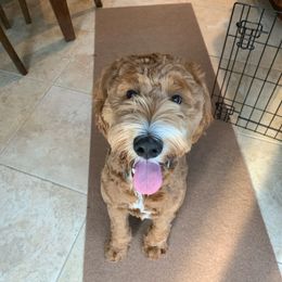 Goldendoodle All Grown Up from Alyssa Xxweetdoodles