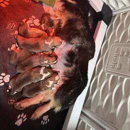 Girl 1 - Red female Pembroke Welsh Corgi puppy in Caliente, California from Rafter Cross 7