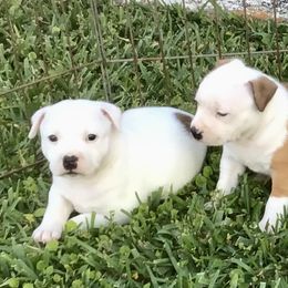Staffordshire Bull Terrier Puppies from Rockstaff Staffords