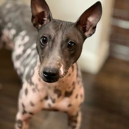 Drama - White and black American Hairless Terrier puppy in Mesa, Arizona from Elements AHT