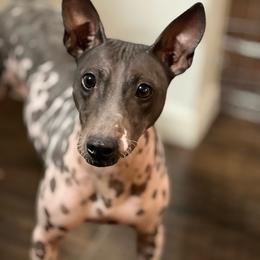 Drama - White and black American Hairless Terrier puppy in Mesa, Arizona from Elements AHT