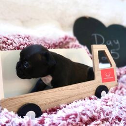 French Bulldog Puppies from FrenchieBnB