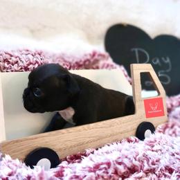 French Bulldog Puppies from FrenchieBnB