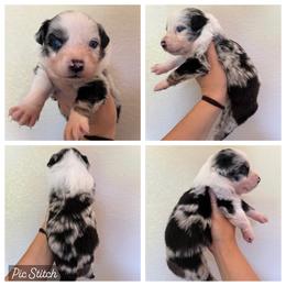 Opal - Blue merle female Australian Shepherd puppy in Iola, Texas from MK Aussies