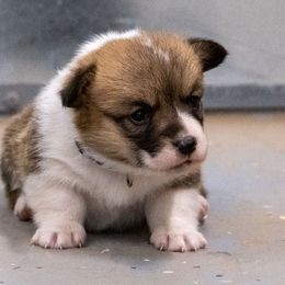 Purple collar - Sable female Pembroke Welsh Corgi puppy in Alpine, Texas from Storm Dogos & Country Corgis
