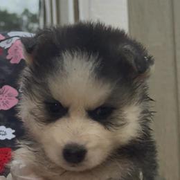 Velvet - Red and white female Pomsky puppy in Spring Hill, Florida from PDQ Pomskies