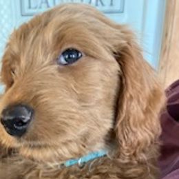 Elton - Goldendoodle puppy from Coppers Mountain Goldendoodles