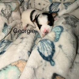 Georgie - Parti male Yorkshire Terrier puppy in Clarksburg, Indiana from Hidden Gems Parti Yorkies